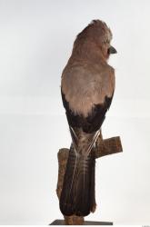 Jay - Garrulus glandarius